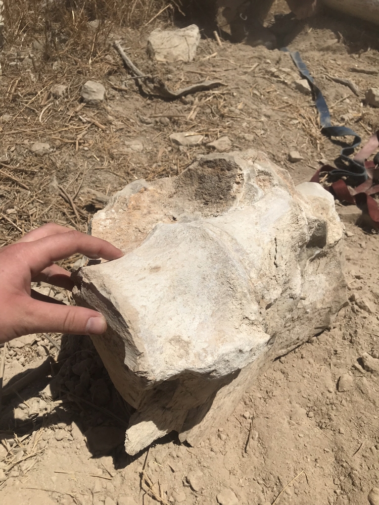 Another fossil formation found in Simi Valley, possibly from the same animal or not. 