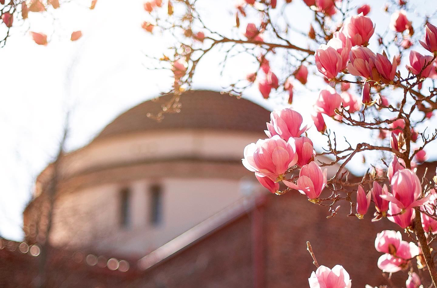 pink flowers bloom against a backdrop of the Kendall Hall rotunda