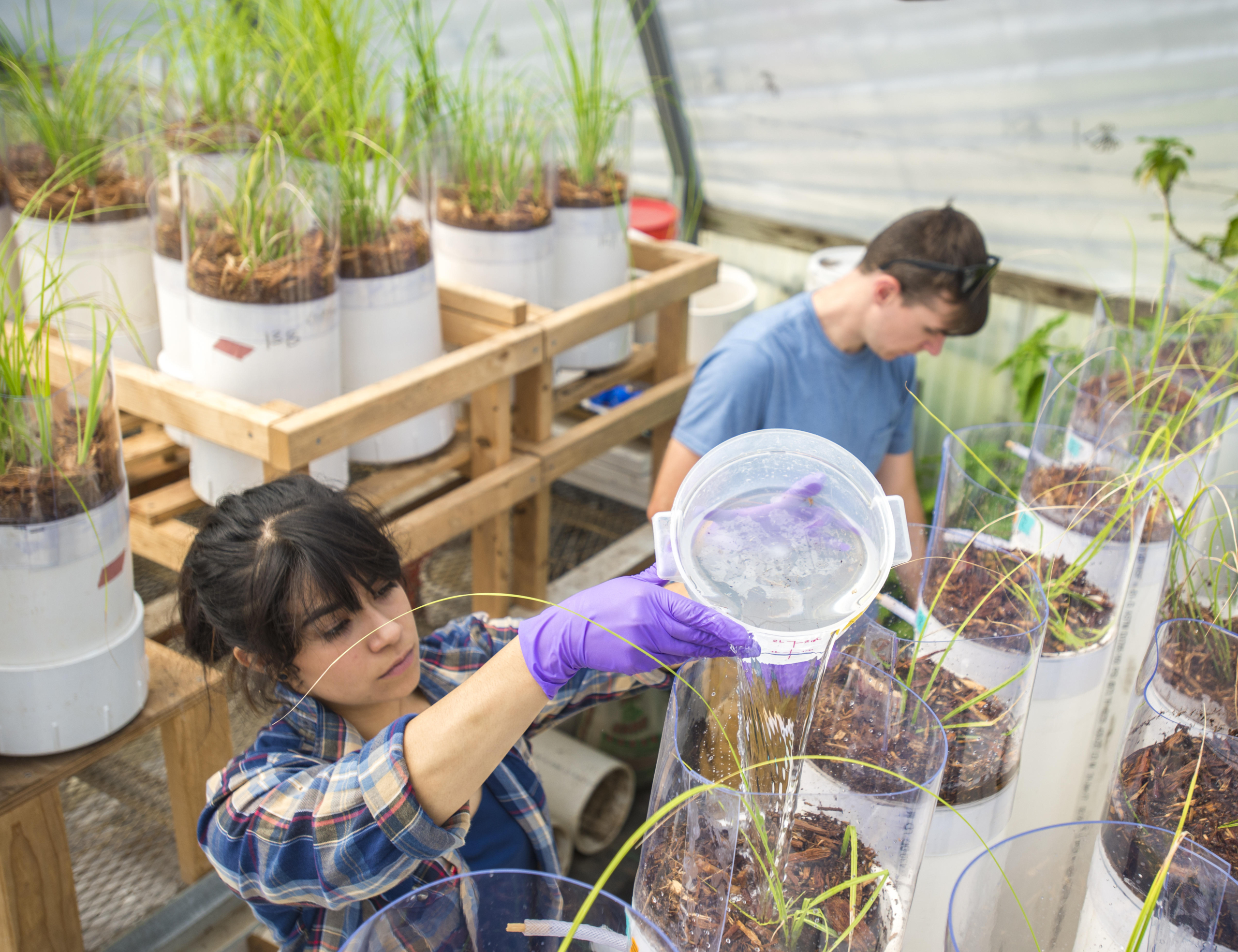 Students water plants in a greenhouse.