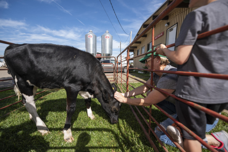 A family pets a dairy cow at the University Farm.