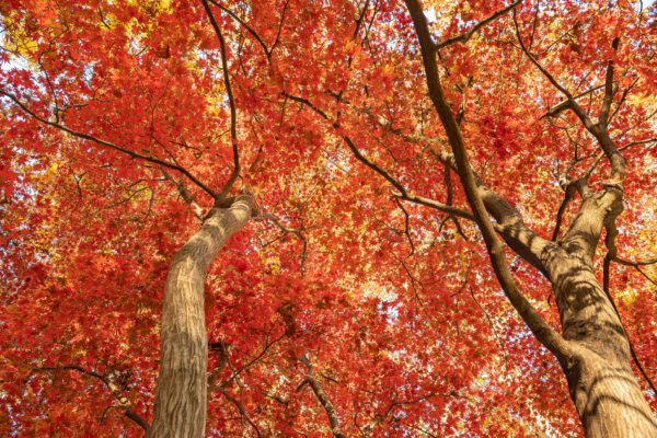 Fall colors dominate several trees