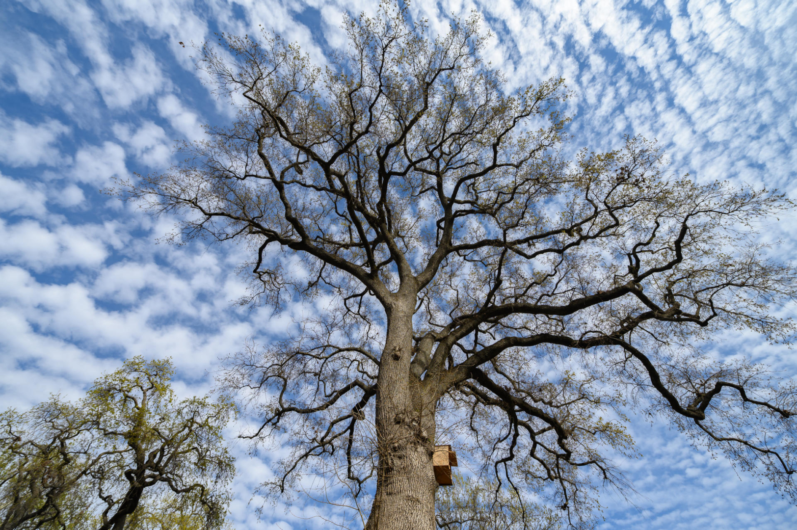 Tree branches bare of leaves in the foreground while cirrus clouds float in the background