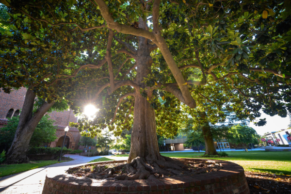 A large Southern Magnolia tree rises majestically as the setting sun shines through its leaves