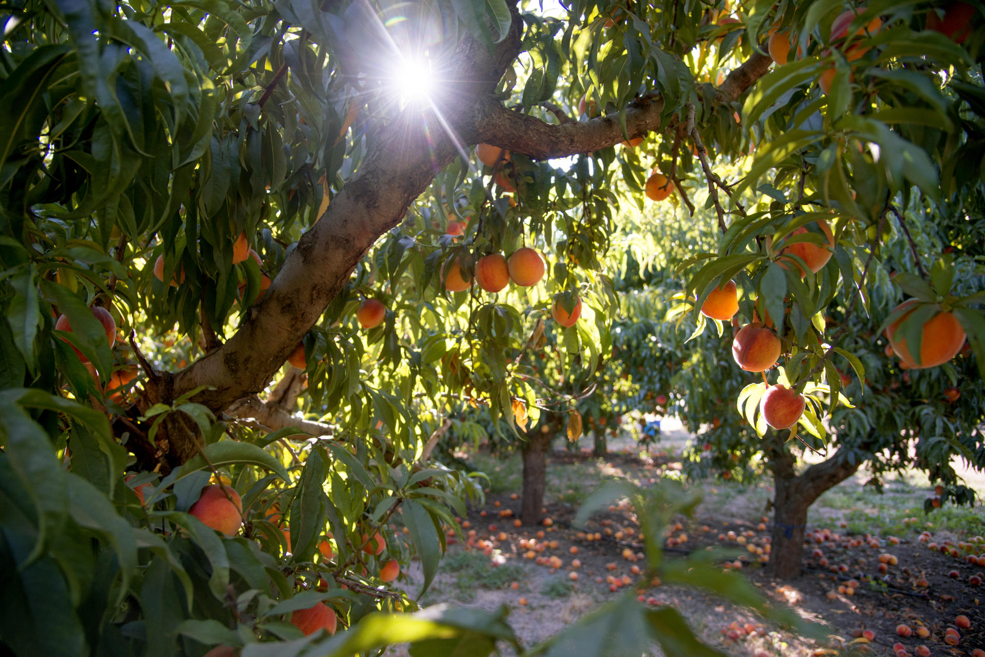 The sunshine peeks through branches and leaves of peach trees at the University Farm.