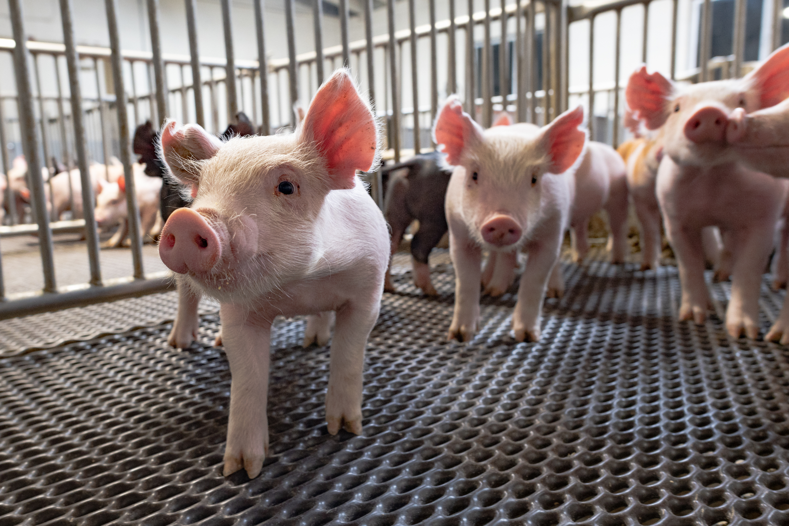 Piglets play in the Swine Unit nursery