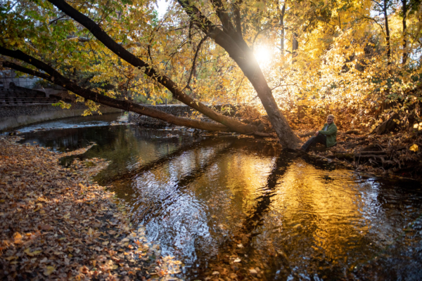 The sun filters golden light through the trees along the bank of Big Chico Creek.