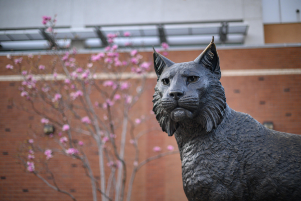 Spring blossoms bloom behind a statue of a wildcat on a college campus.