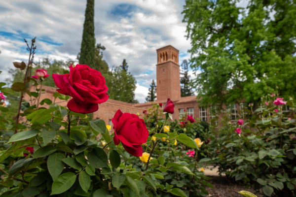 Yellow and red roses bloom in the foreground with academic buildings in the background.