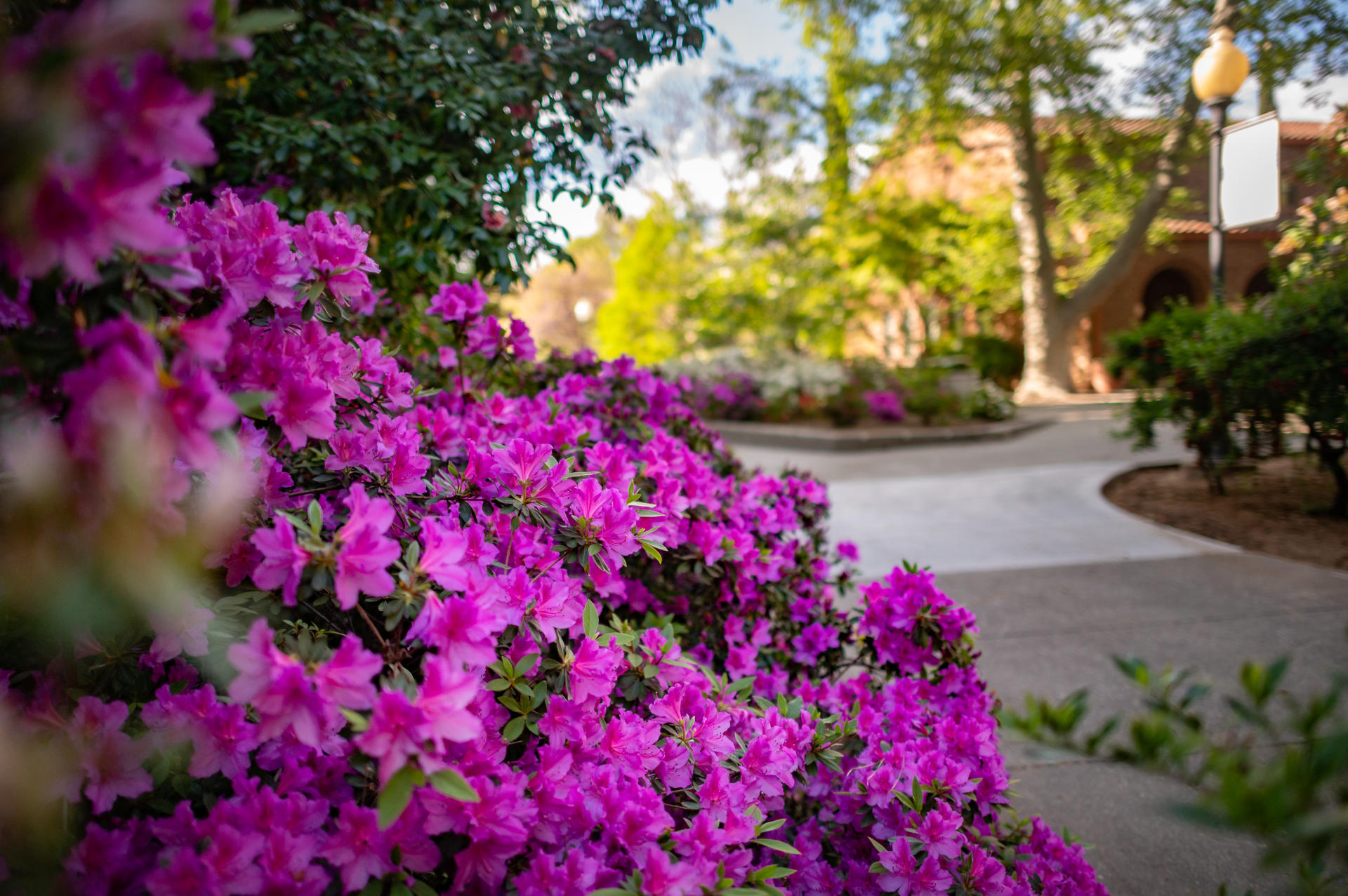 Spring blooms appear on a college campus