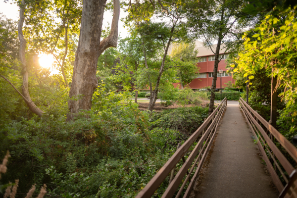 A pedestrian bridge with lush and thick trees and bushes on both sides lead to an academic building.