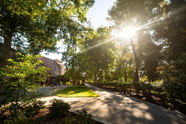 Bright summer sunshine breaks through leaves and branches on a college campus.
