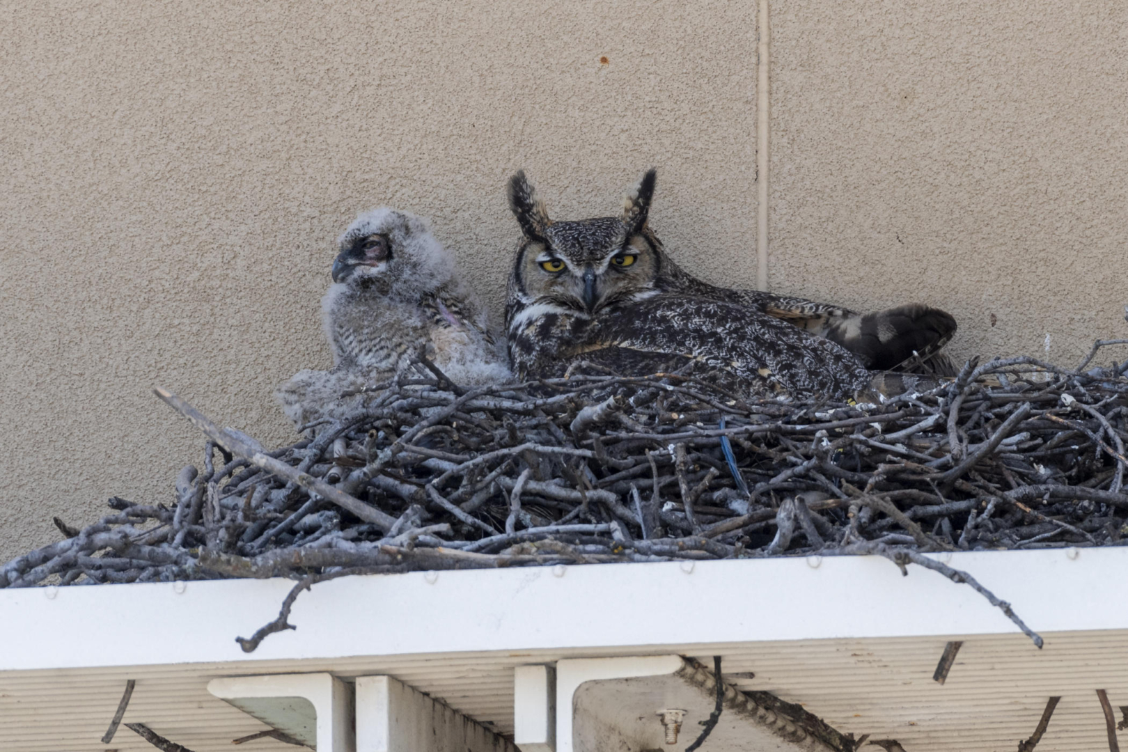 A great horned owl and its chick peer out from a nest on a building ledge.