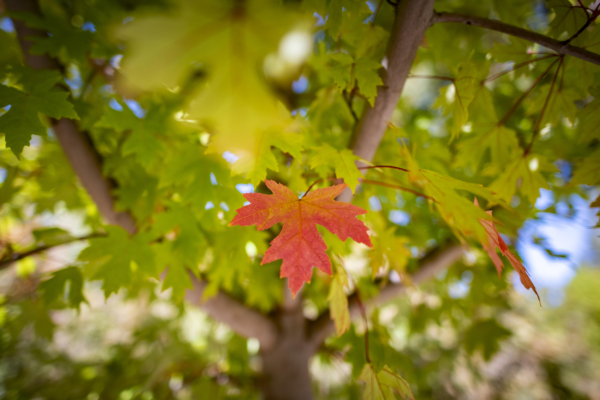 A red maple leaf hangs in stark contrast to other green leaves on a tree.