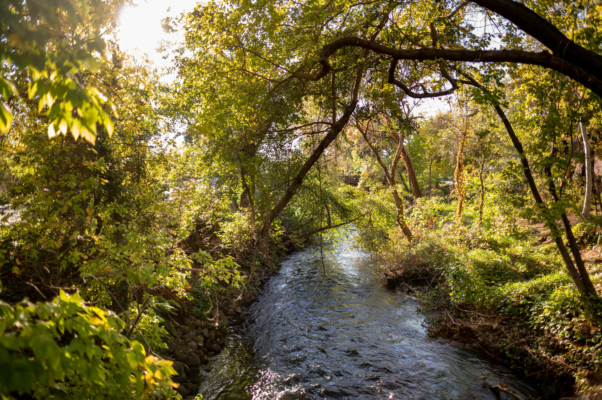 Creek waters flow on a college campus with a tree canopy hanging overhead.