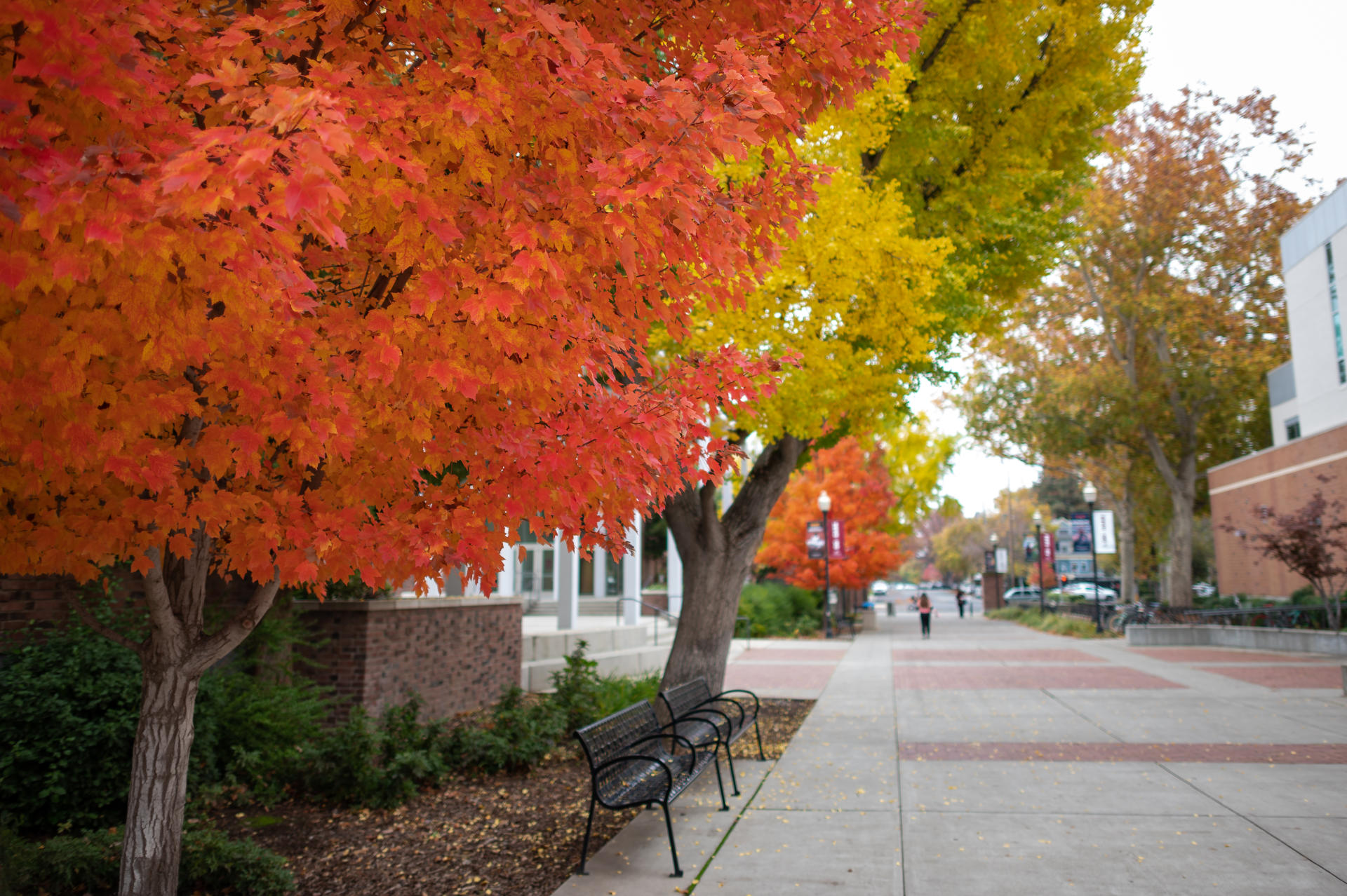 Beautiful fall foliage hangs over a pathway on a college campus.