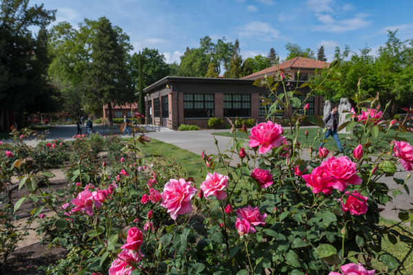 Rose bushes in the foreground with academic buildings on a college campus in the background