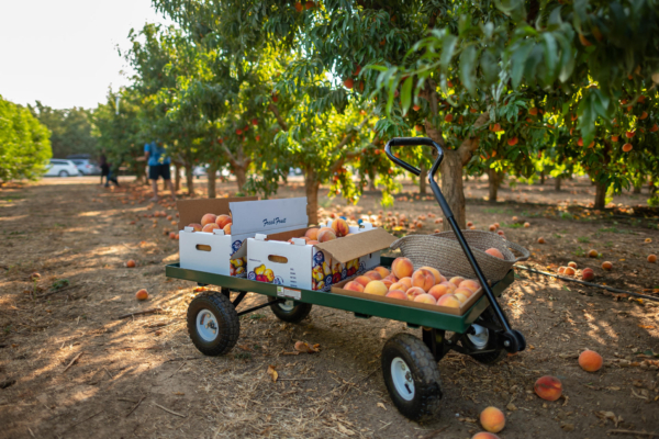 A wagon filled with peaches sits amongst peach trees