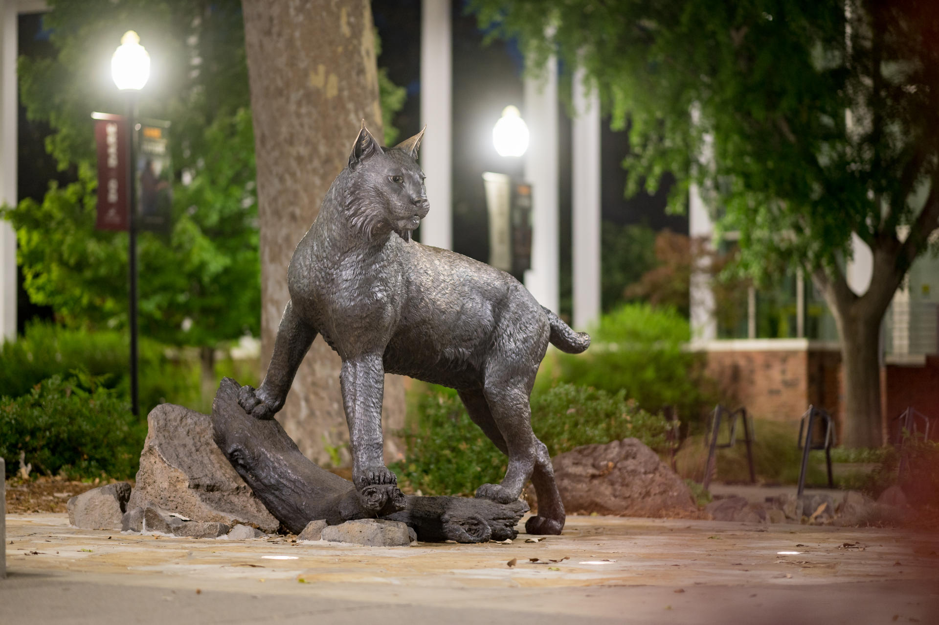 A bronze wildcat statue is perched during the night amid dramatic lighting