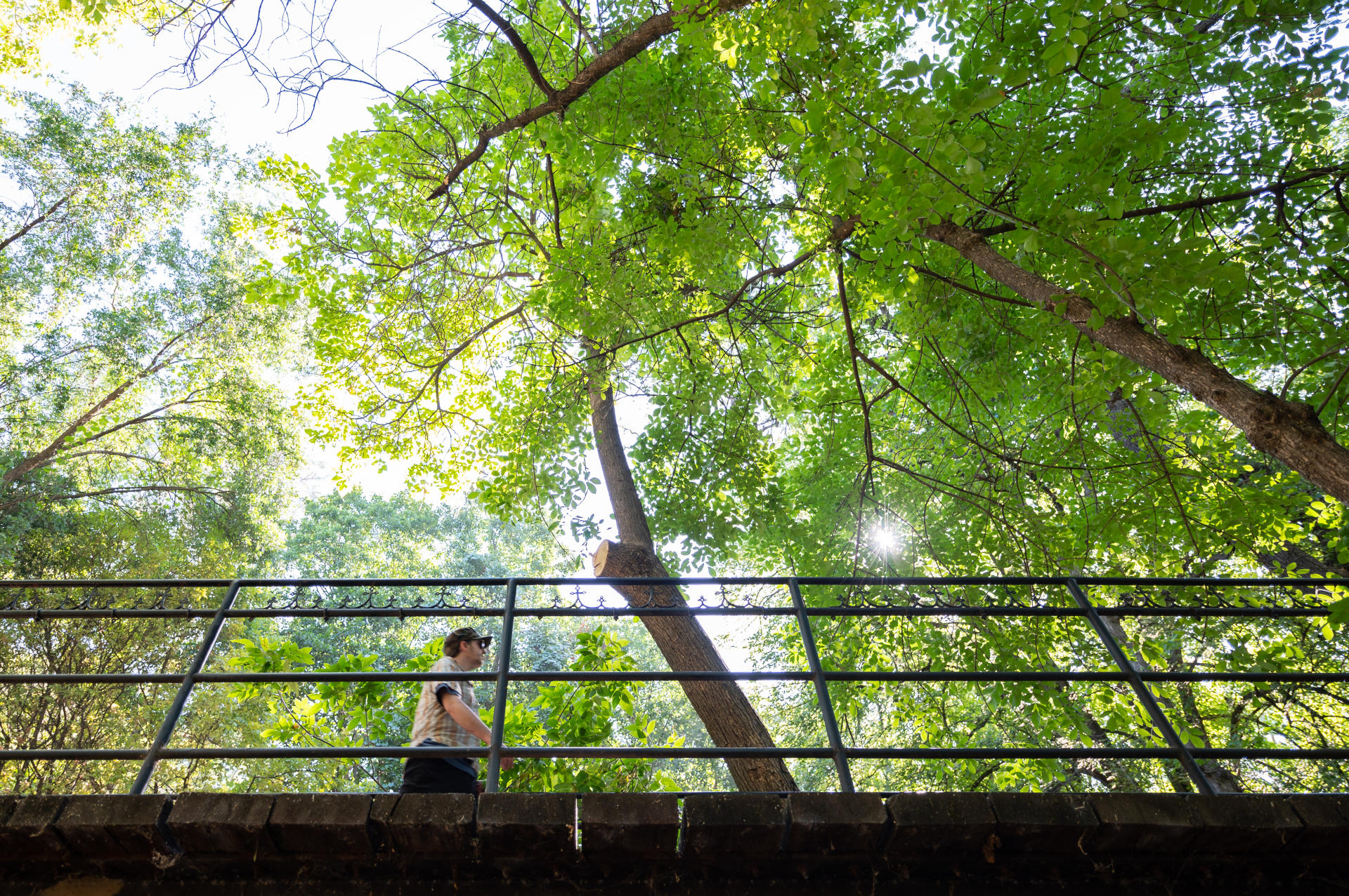 A pedestrian walks across a bridge with the path shrouded in a canopy of trees