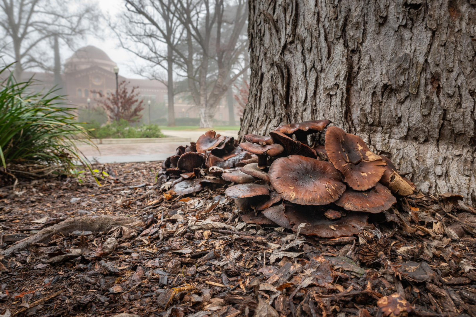 Mushrooms begin to rot after sprouting at the base of a tree on campus. 