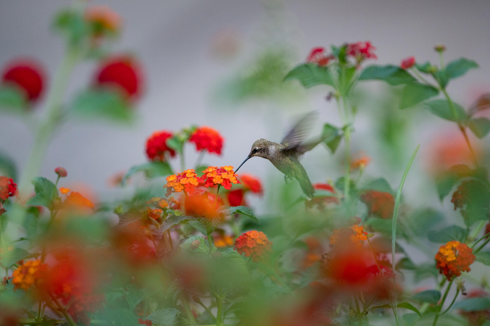 A hummingbird flutters in motion in a bunch of red and orange lantana flowers.