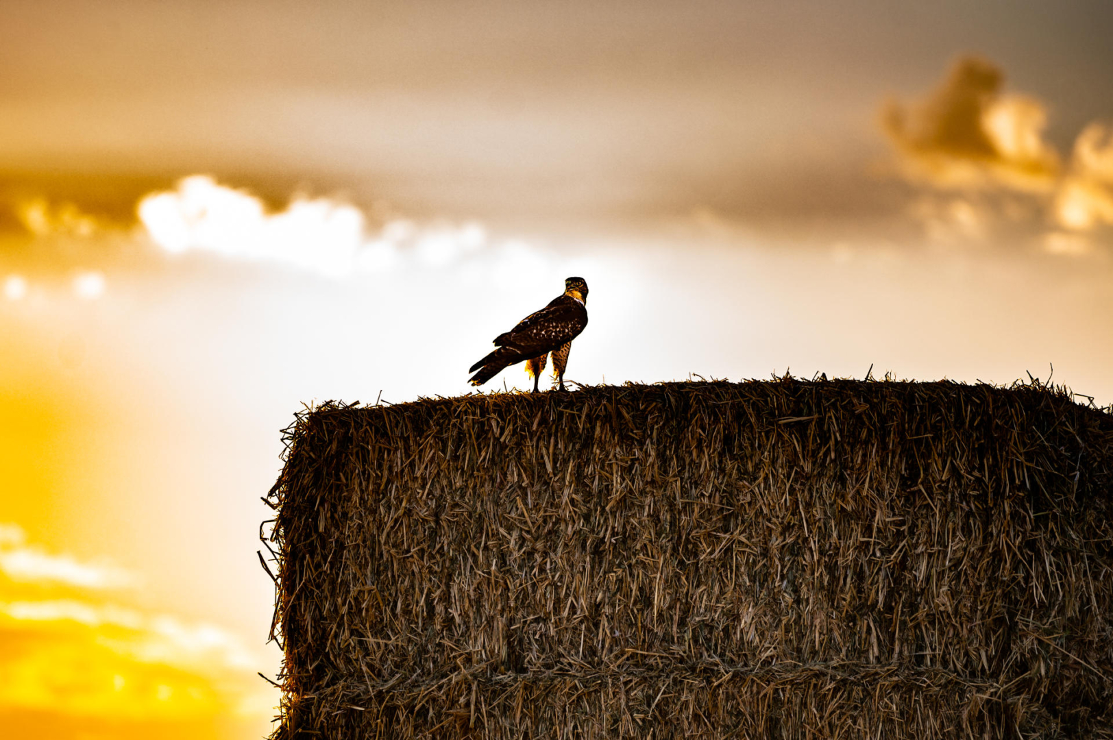 A hawk sits on a haybale in the yellow glow of sunset with dramatic clouds behind it. 