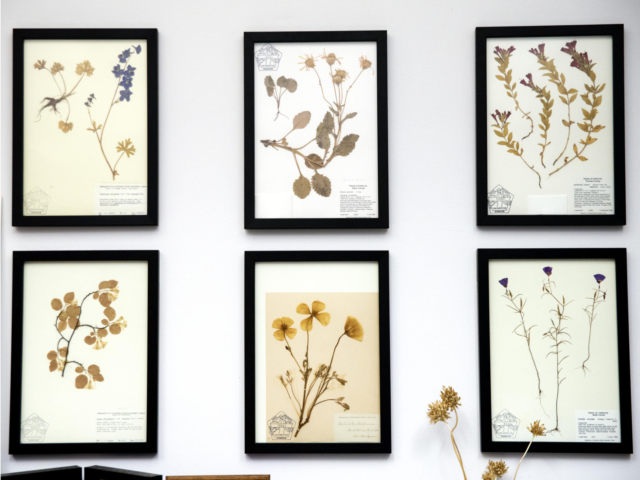 Framed specimens of plants
