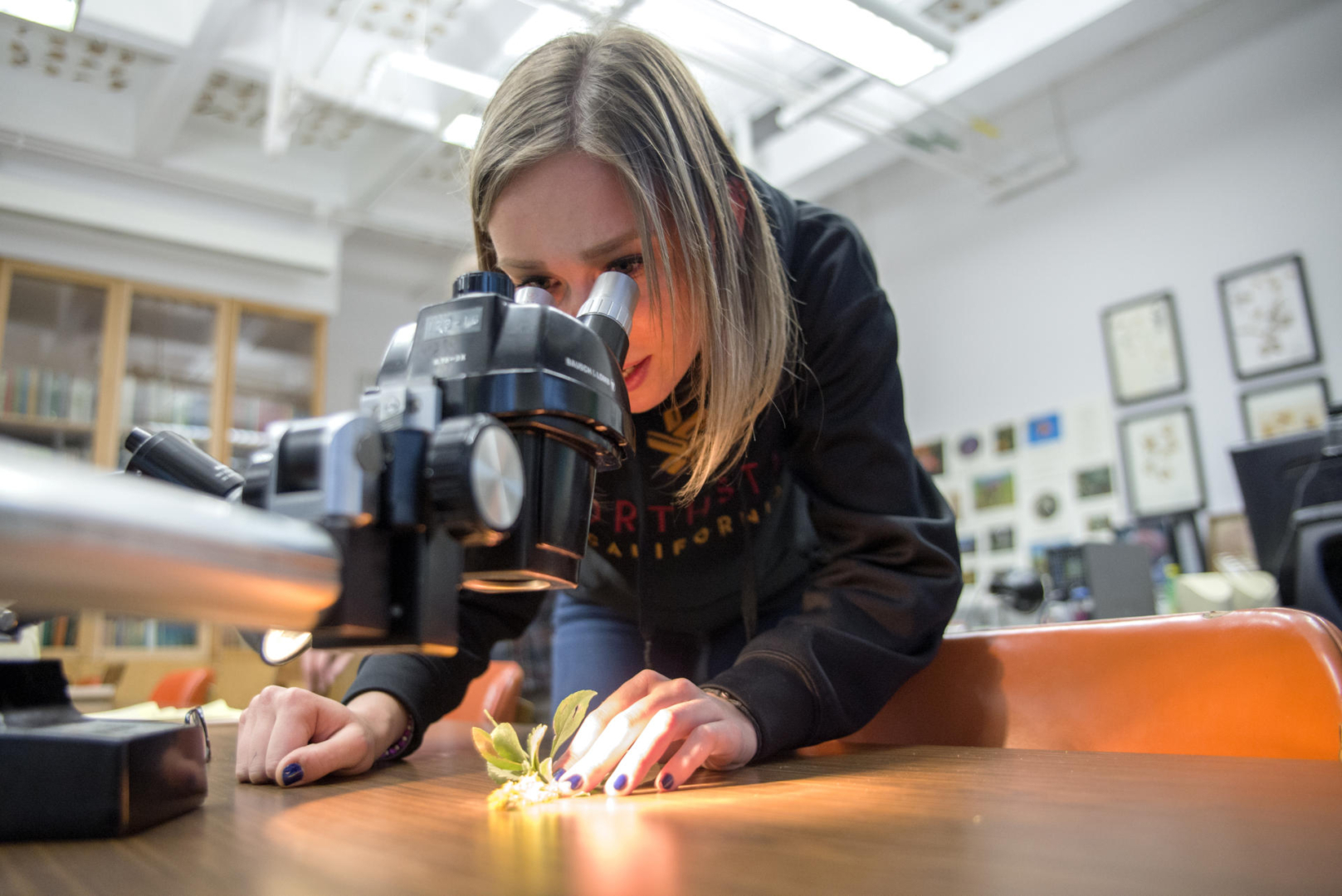 A student looks into a microscope at a plant specimen in the Herbarium.