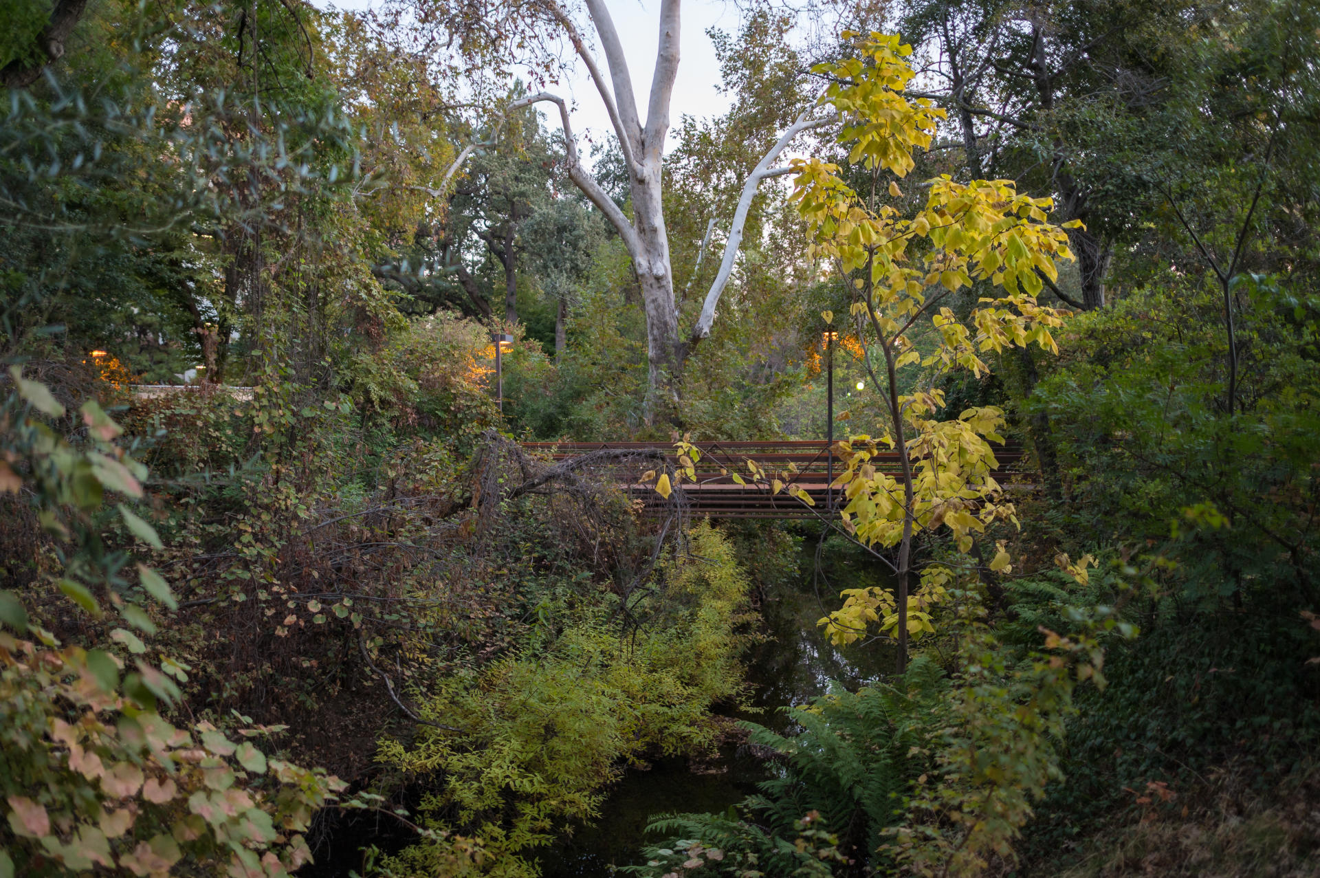 A footbridge extends over a creek and is engulfed by trees of varying colors