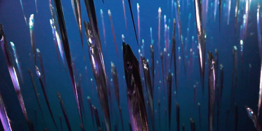 A school of cutlassfish swim vertically toward the ocean's surface. 