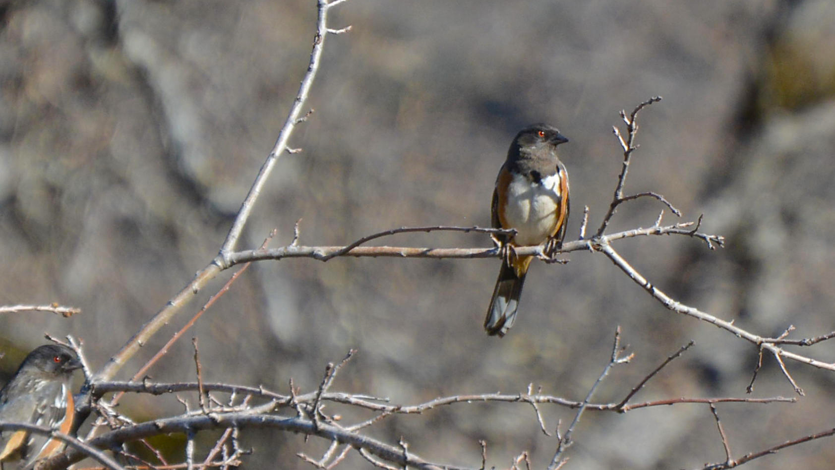 Two Spotted Towhees perch on branches in the Big Chico Creek Ecological Reserve.