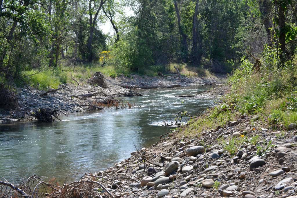 Cool, clear water flows through a section of the Kapusta 1B Sacramento River side channel, created to increase salmanoid spawning habitat.