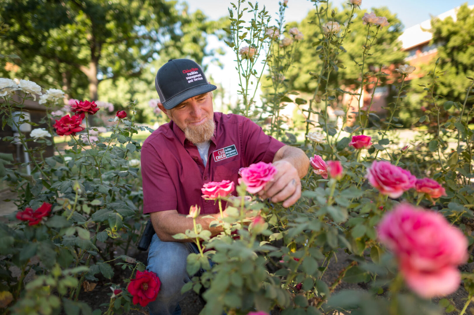 Thomas DuSell kneels to inspect a pink rose and is surrounded by red and white roses in Chico State's George Peterson Rose Garden.