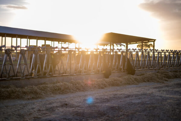 The sun sets behind a line of dairy cows as they snack on hay on a University Farm