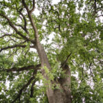 Looking up at the trunk, branches, and leaves of a giant mature oak tree