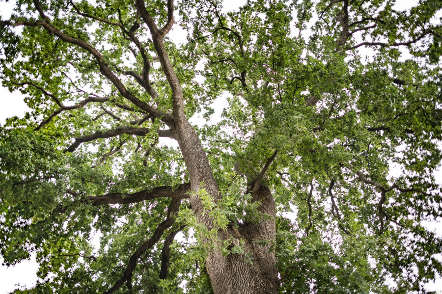 Looking up at the trunk, branches, and leaves of a giant mature oak tree