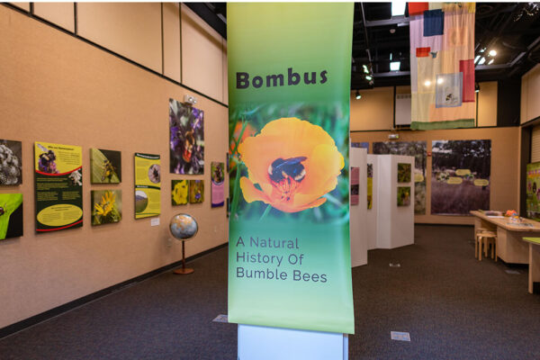 A sign for a museum exhibit that says, "Bombus! A Natural History of Bumble Bees"