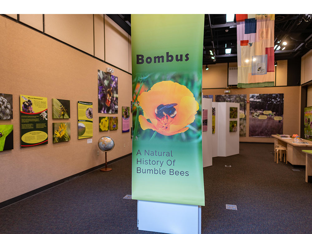 A sign for a museum exhibit that says, "Bombus! A Natural History of Bumble Bees"