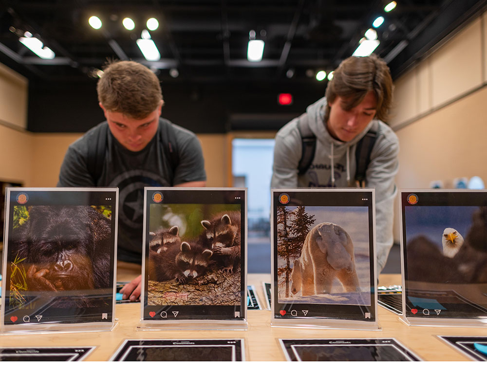 College students look at funny and candid animal pictures.