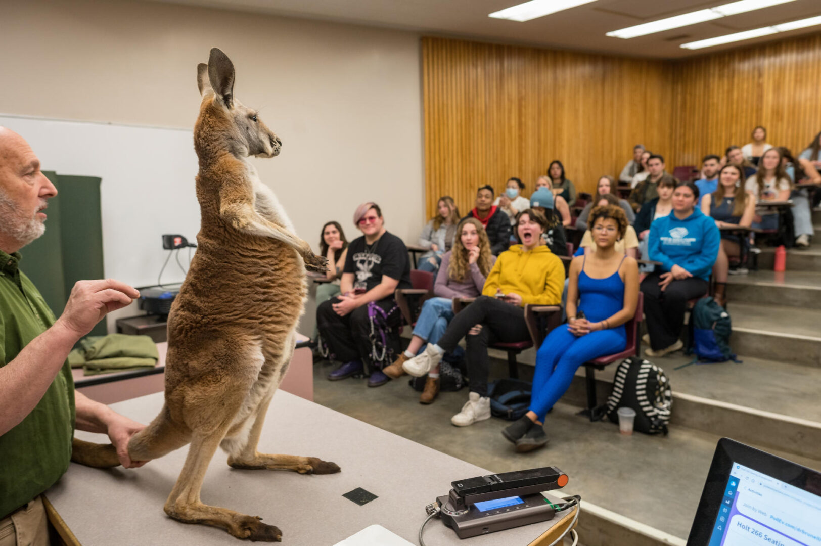 A kangaroo stands on a desk at the front of a crowded college class.