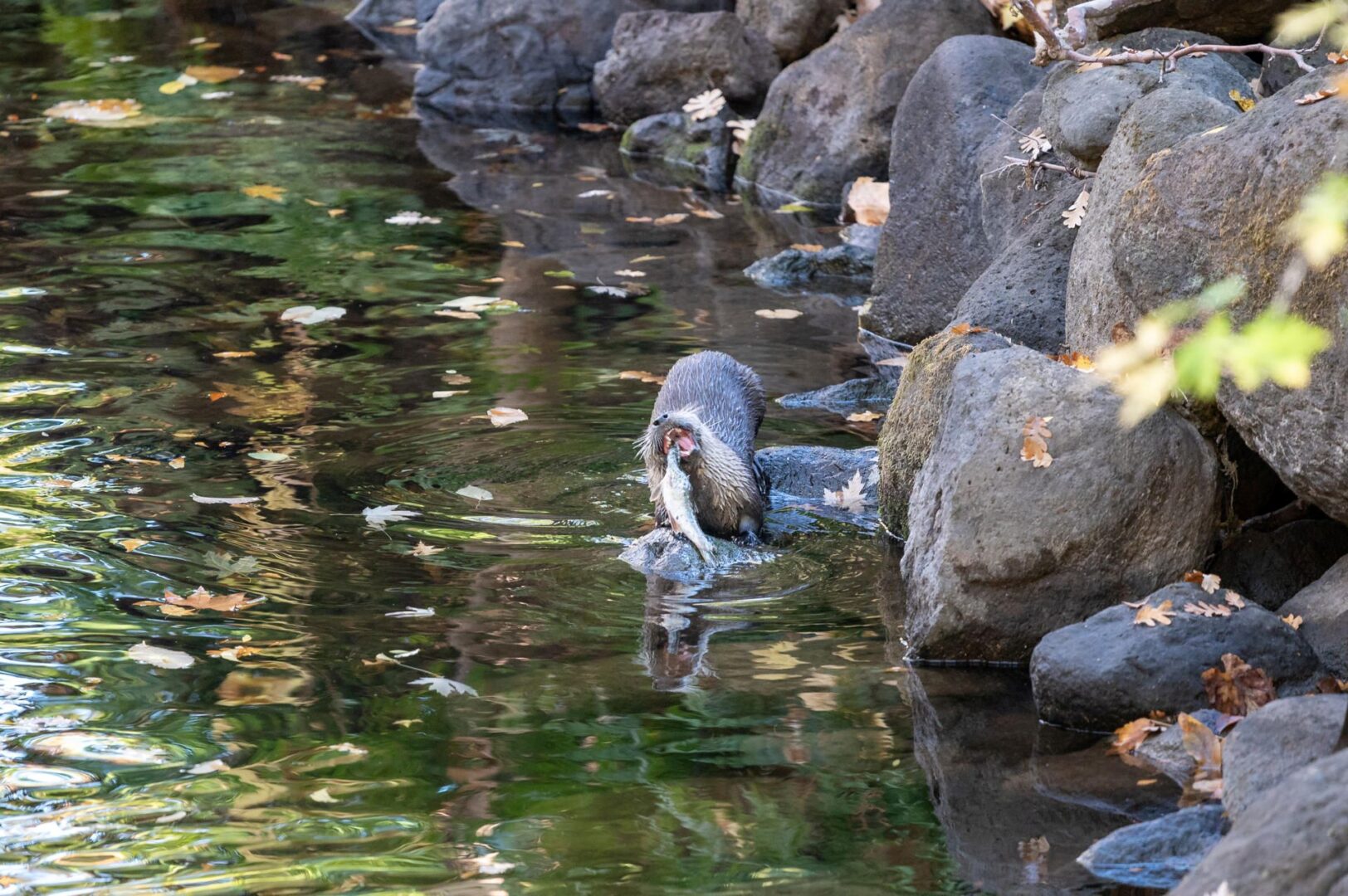 Otters eat lunch in Big Chico Creek on a sunny afternoon on campus.