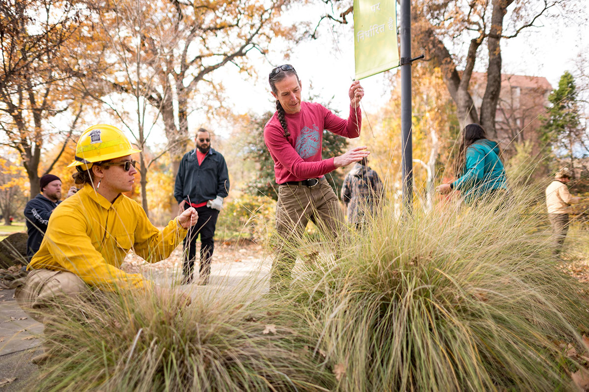 Professor Don Hankins, right, holds a strand of deergrass as he works with students and staff of the Big Chico Creek Ecological Reserve to carry out a cultural burn on the Chico State campus.