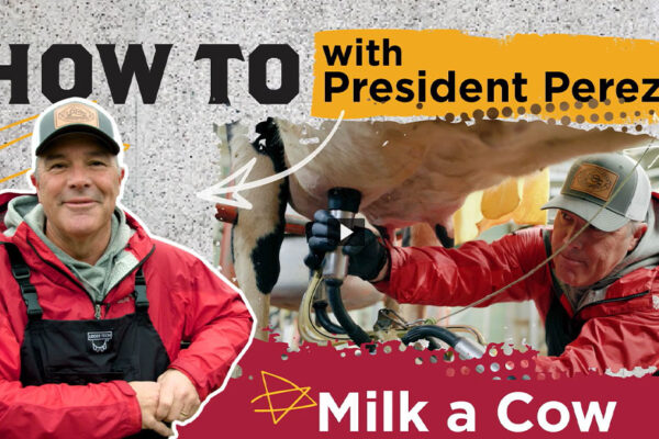 A graphic showing President Perez in overalls and milking a cow, with the headline "How to Milk a Cow."