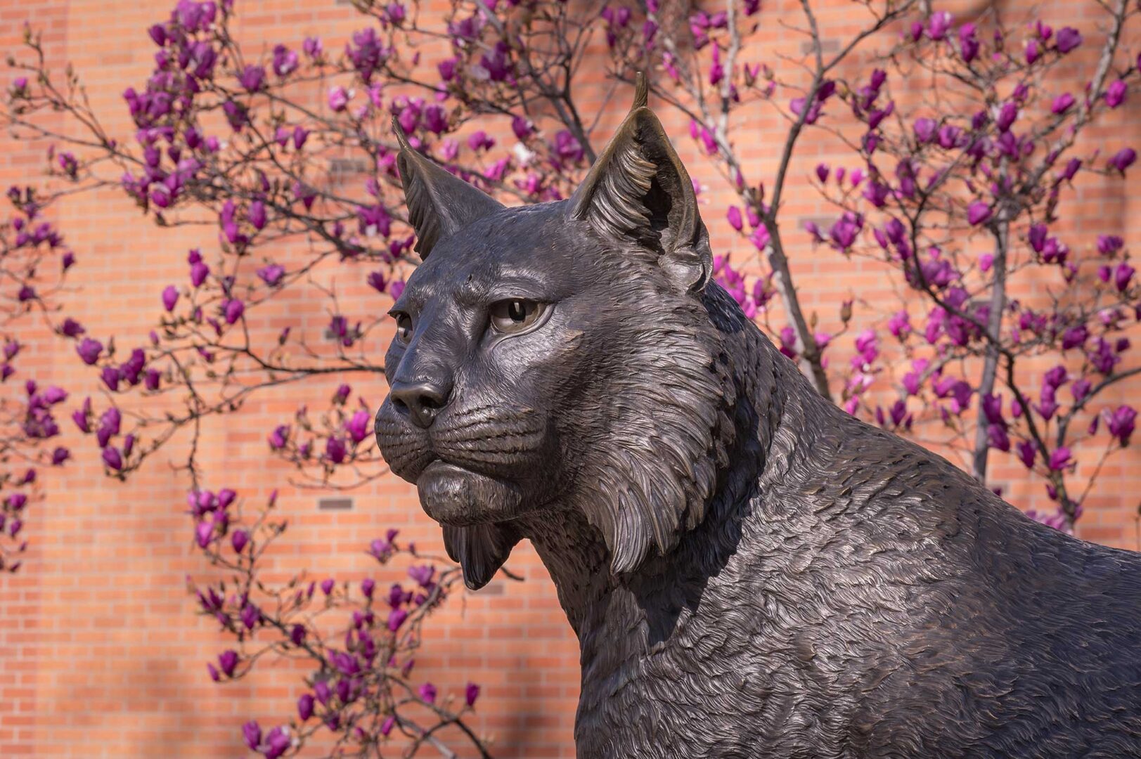 Magnolia blossoms open behind the Wildcat Statue which is in the foreground.