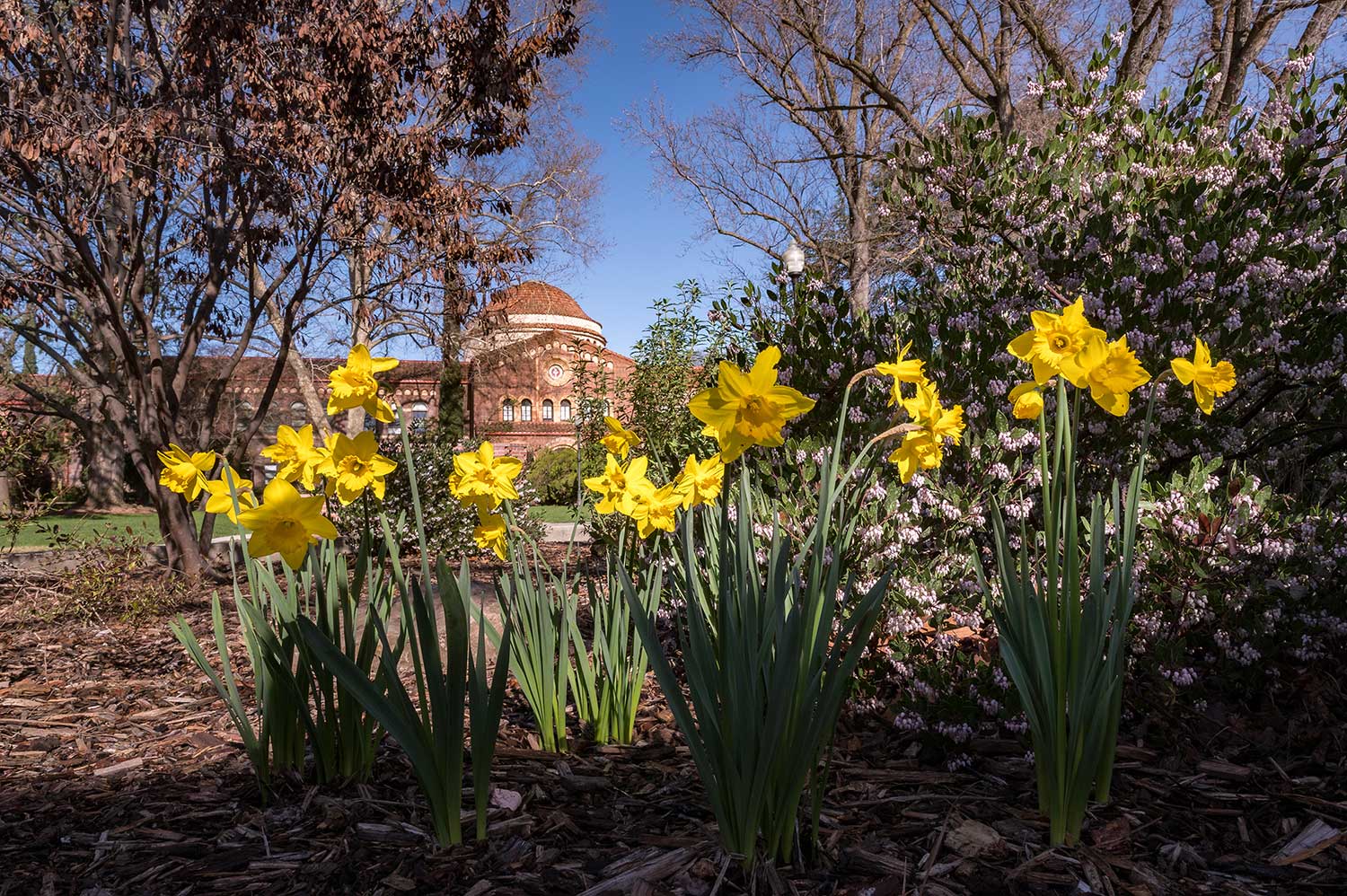 Yellow Daffodils shine in front of Kendall Hall.