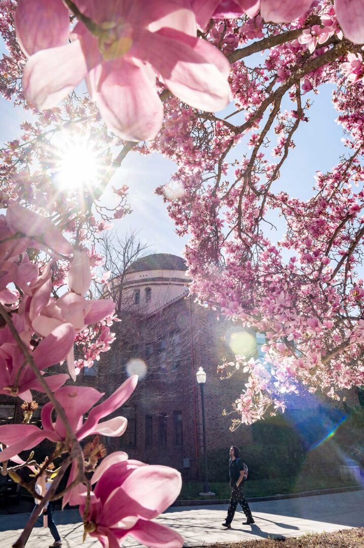 A person walks near Kendall Hall framed by Magnolia flowers and sunlight.