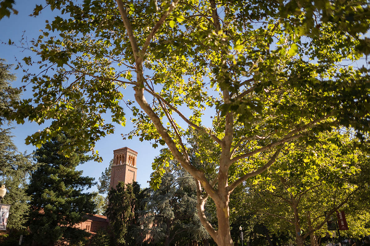 The Trinity Hall Bell Tower shot from below through a canopy of trees and greenery.