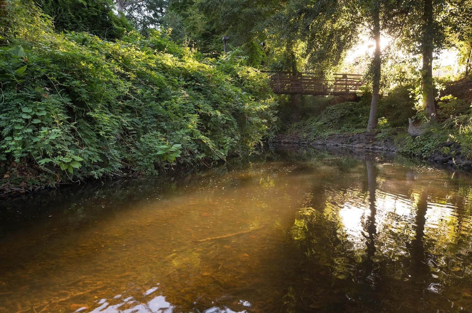 The creek running through campus is discolored a murky brown.