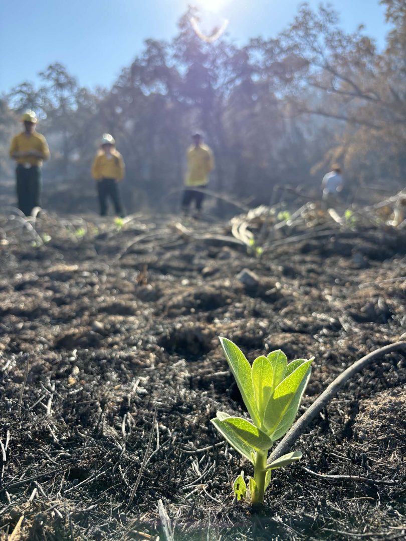 Fresh growth sprouts among charred soil. 