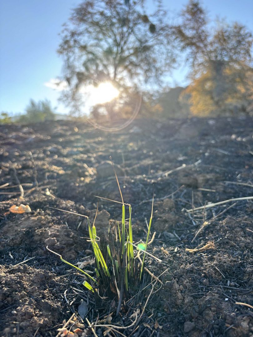 Fresh growth sprouts among charred soil. 